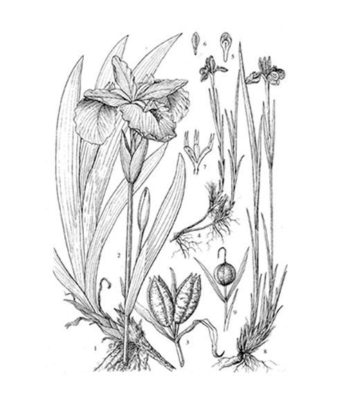 Natural compounds from  Iris tectorum